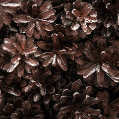 Pine cones texture. Top view