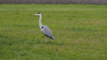 gray heron