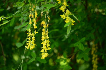 Branches with beautiful yellow hanging flowers of golden rain tree in spring garden.Laburnum anagyroides