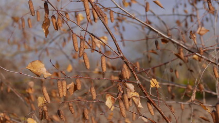 birch seeds