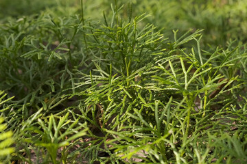 Green moss in wild forest in autumn, closeup view. Sunny summer day in woodland.