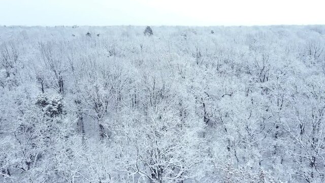 overhead top view of snowed winter forest