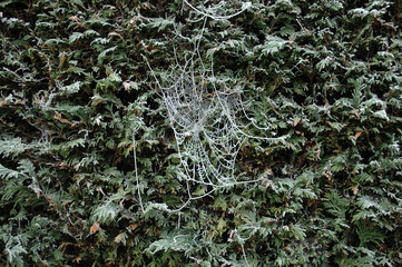 Ice crystals spider web on the leaves in the conives