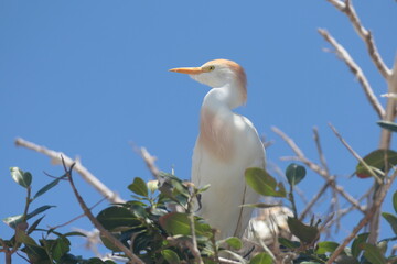 Kuhreiher (Bubulcus ibis), Altvogel im Brutkleid mit Nachkommen. Plettenberg Bay, Südafrika