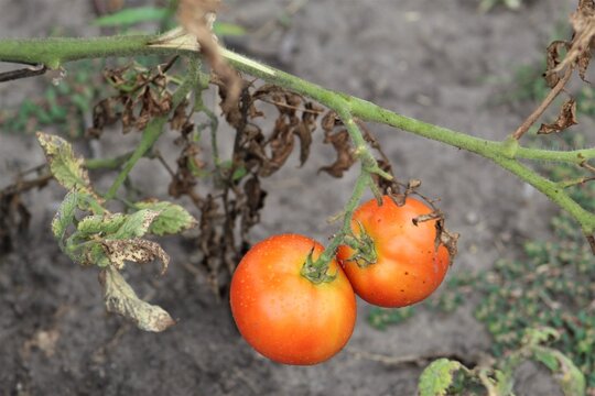 Tomatoes In The Backyard Garden