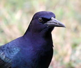 Head shot of a gulf coast male boat-tailed grackle.