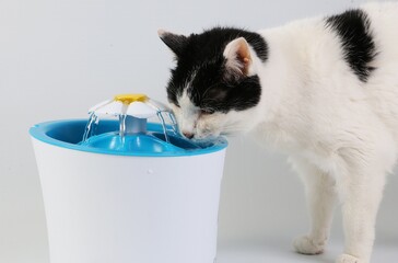 black and white cat drinks from a drinking fountain