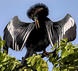 A male Anhinga in breeding colors is drying his wings in the sun.