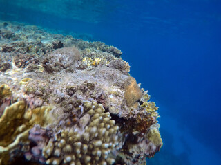 Tropical coral reef. Ecosystem and environment. Egypt. Near Sharm El Sheikh