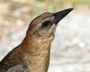 Close up head shot of a female Boat-tailed grackle.