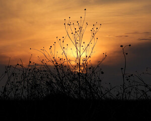 Sunset Behind Sunflowers in Winter