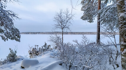 Russia, Karelia, Kostomuksha.Trees and bushes are covered with snow. December 18, 2020.