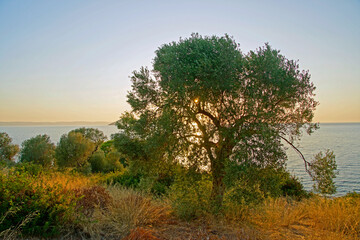 Olive tree on the shores of the Aegean Sea. Evening in September. Beautiful view of the setting sun