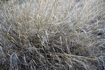 Cereals as texture. View of mature, dried grass. Thin lines of plant stems