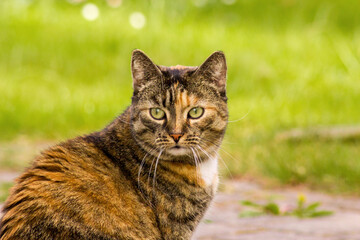 Naklejka na ściany i meble Tabby cat walks in the fresh air on green grass in the garden. Domestic animals concept.