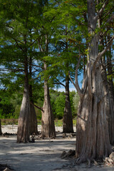 Summer landscape of Cypress Lake in Sukkо, Russia showing exposed roots and low water level