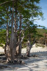 Summer landscape of Cypress Lake in Sukkо, Russia showing exposed roots and low water level