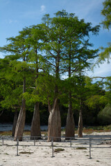 Summer landscape of Cypress Lake in Sukkо, Russia showing exposed roots and low water level