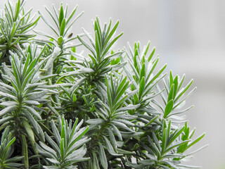 Fototapeta premium Rosemary Close Up