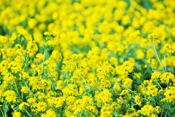 菜の花畑で感じる春の気配