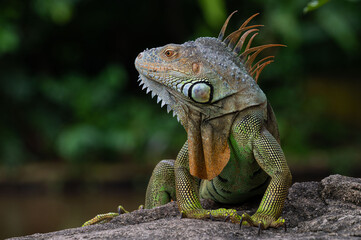 Close-up on an Iguana Lizard in a Park