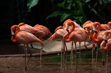 Flock of American Flamingoes in a bird park