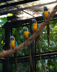 Blue and Yellow Macaws standing on a piece of rope in a bird park exhibition