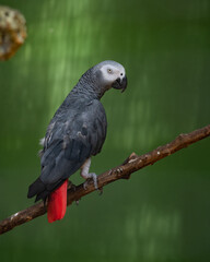 Congo African grey parrot in an exhibit in a bird park