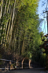 竹林の小道　嵐山　京都　日本