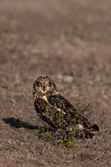 Short eared Owl 