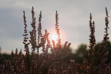 Blühende Heide 