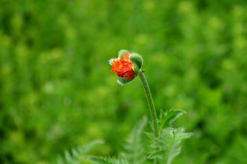 Lonely atmospheric blooming red poppy in the backlight