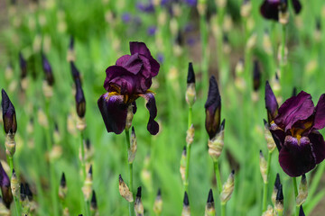 Black purple iris flower close up in the iris leaves