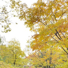가을풍경,leaf