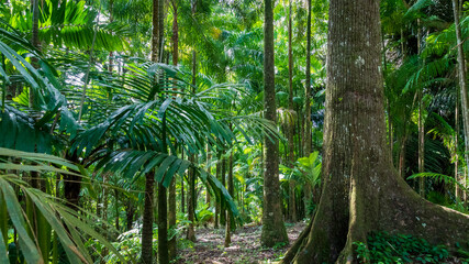 Sentier au c&oelig;ur de la for&ecirc;t tropicale