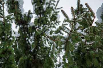 Close-up of Winter pine tree branches covered with snow. Frozen tree branch in winter forest.
