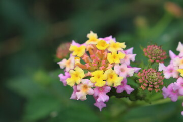 Gelb/lilane Blume