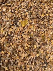Autumn leaves backround