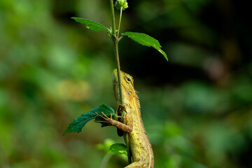 Chameleon climbing on a bush plant