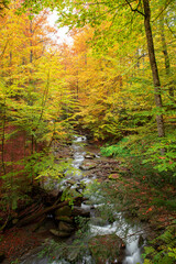 Waterfall in the autumn beech forest.