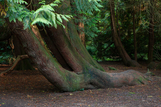 Trunk of a huge old tree in Gosford Forest Park, Northern Ireland. Fairy forest