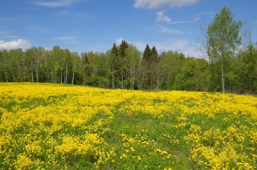 Landscape with flowering rapeseed and dandelions on the background of the forest