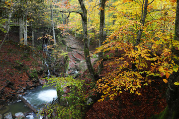 Waterfall in the autumn beech forest.