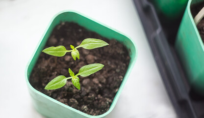 Two young spring seedling in green pot top view
