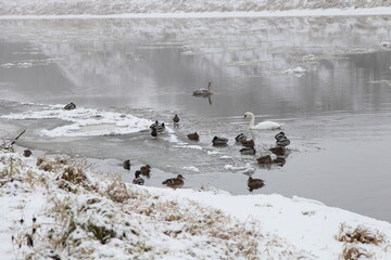 Mallard ducks and Swans on the water with ice floes near snow covered river bank at cold winter day, migratory birds don't want to fly away from Europe
