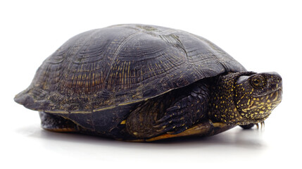 Wild black turtle.