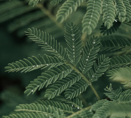 Fototapeta na wymiar green leaves in the forest rain water droplet