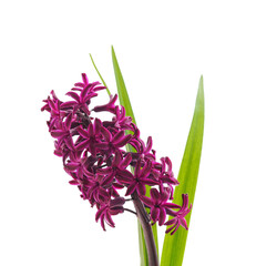 One red hyacinth.