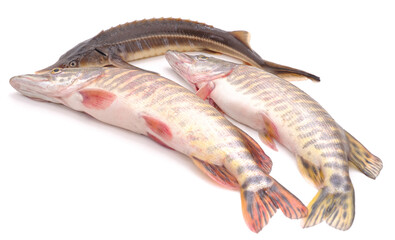 Pike and sturgeon.