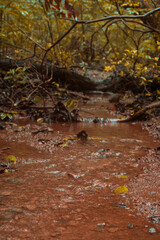 water flowing stream Autumn